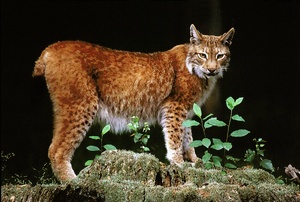 Luchs ZO