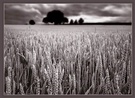 Das Kornfeld EBV