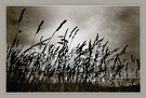 Leise weht der Abendwind EBV