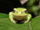 Laubfrosch ND