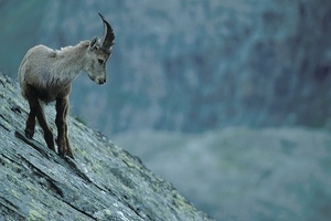 Alpen-Steinbock ND