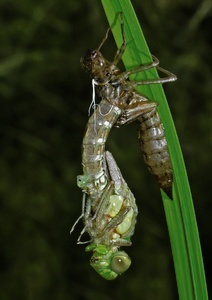 Aeshna cyanea beim Schlüpfen, EBV