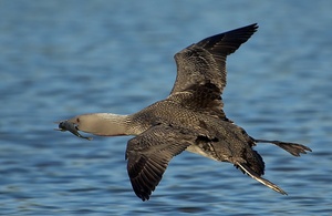 Sterntaucher im Landeanflug [ND]