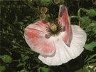 Mohnblüte