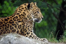 Chinesischer Leopard