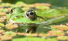 Wasserfrosch oder Teichfrosch KD