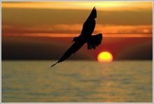 Fly away, Abendstimmung an der Ostsee