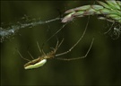 Tetragnatha extensa, ND