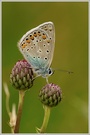 Gemeiner Bläuling (Polyommatus icarus)