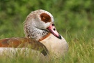 Nilgans