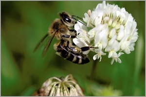 Biene an Kleeblüte