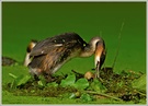 Haubentaucher (Podiceps cristatus)