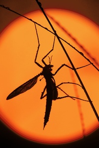 Kohlschnake vor der aufgehenden Sonne ND