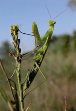 Gottesanbeterin - Mantis religiosa - 'ein kleiner Schupps' KD