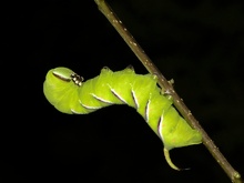 Sphinx ligustri, ND