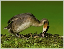 Haubentaucher (Podiceps cristatus)