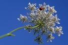 Doldengewächs Wilde Möhre ND