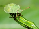 Grüne Stinkwanze