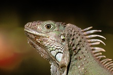 Grüner Leguan im Tropenhaus Krefeld (ZO)