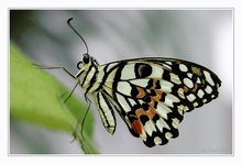 Butterfly  ND