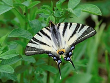 ND : Segelfalter (Iphiclides podalirius)!