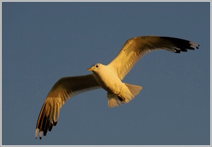 Möwe im letzten Abendlicht