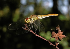 Blutrote Heidelibelle - Sympetrum sanguineum ND