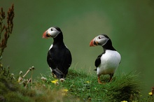 Kontaktaufnahme bei Puffins