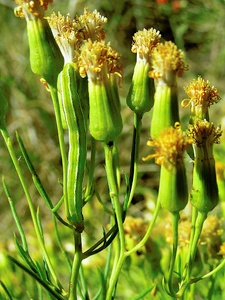 Raupe im Grünen