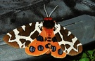Brauner Bär ND