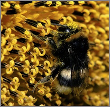 Hummel an Sonnenblumenblüte ND