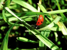 Coccinella septempunctata