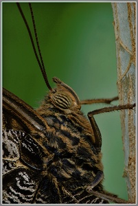Unbekannter Schmetterling