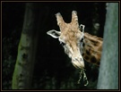 Giraffe ND