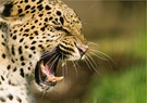 Leopard ZO