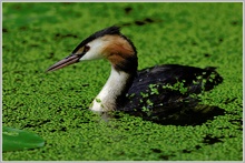 Haubentaucher (Podiceps cristatus)