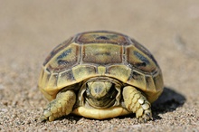 Landschildkröte - ND