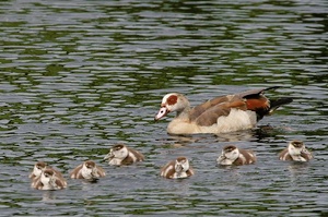 Nilgans - Sieben auf einen Streich - ND