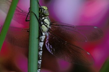 Libelle nach dem Schlüpfen ND