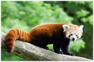 Roter Panda ZO