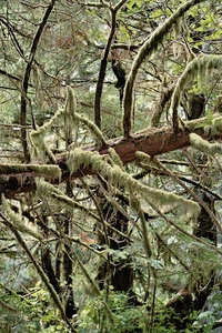 gemässigter Regenwald - Vancouver Island *HE*