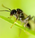 [ND] Ameise in 5facher Vergrößerung