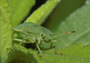 Palomena prasina, KD