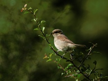 Neuntöter-Jungvogel ND