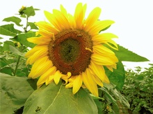 Sonnenblume