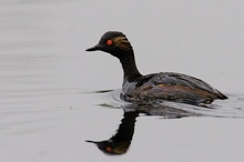 Podiceps nigricollis Schwarzhalstaucher ND