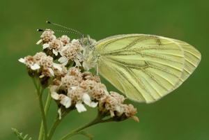 " Rapsweißling " (Pieris napi)