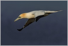 Baßtölpel (Sula bassana), Helgoland Lummenfelsen