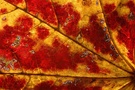 Herbstblat 2