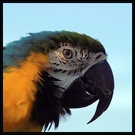 ARA